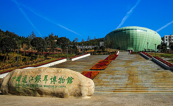 中國通江銀耳博物館